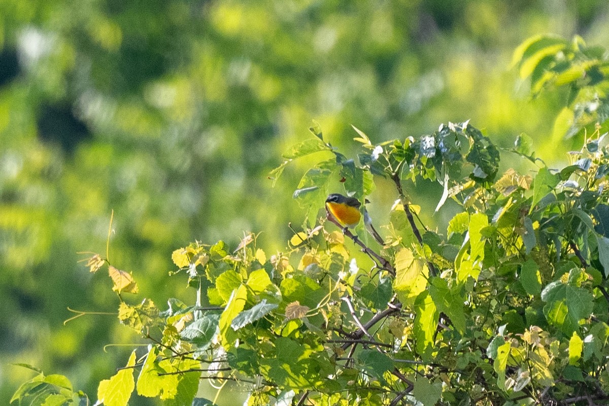 Yellow-breasted Chat - ML620040855