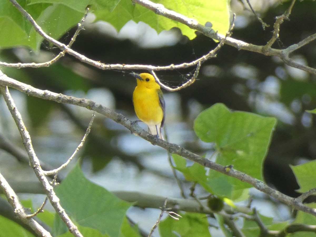 Prothonotary Warbler - ML620040856