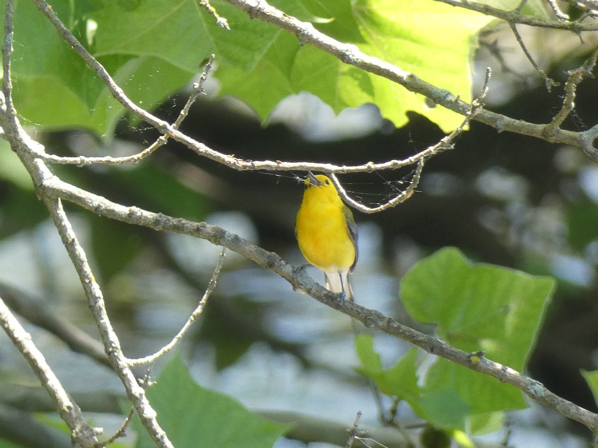 Prothonotary Warbler - ML620040864
