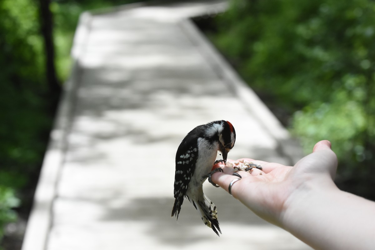 Downy Woodpecker - ML620040866