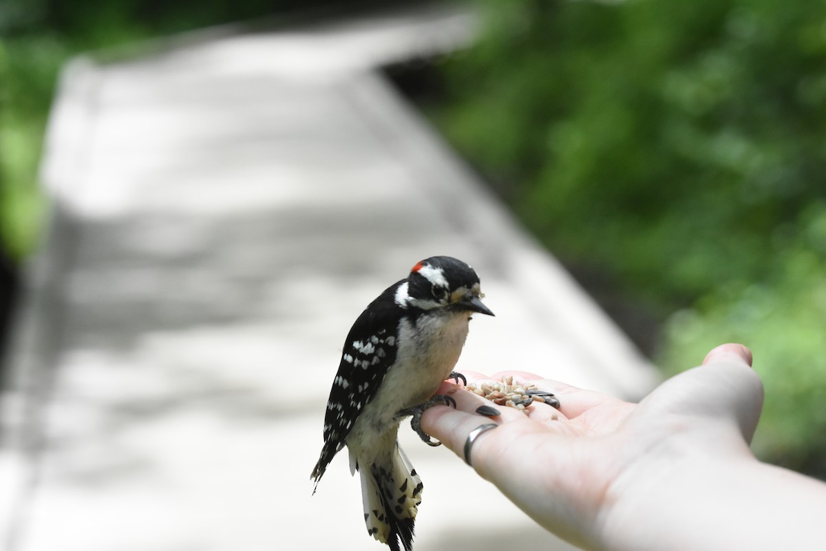 Downy Woodpecker - ML620040868