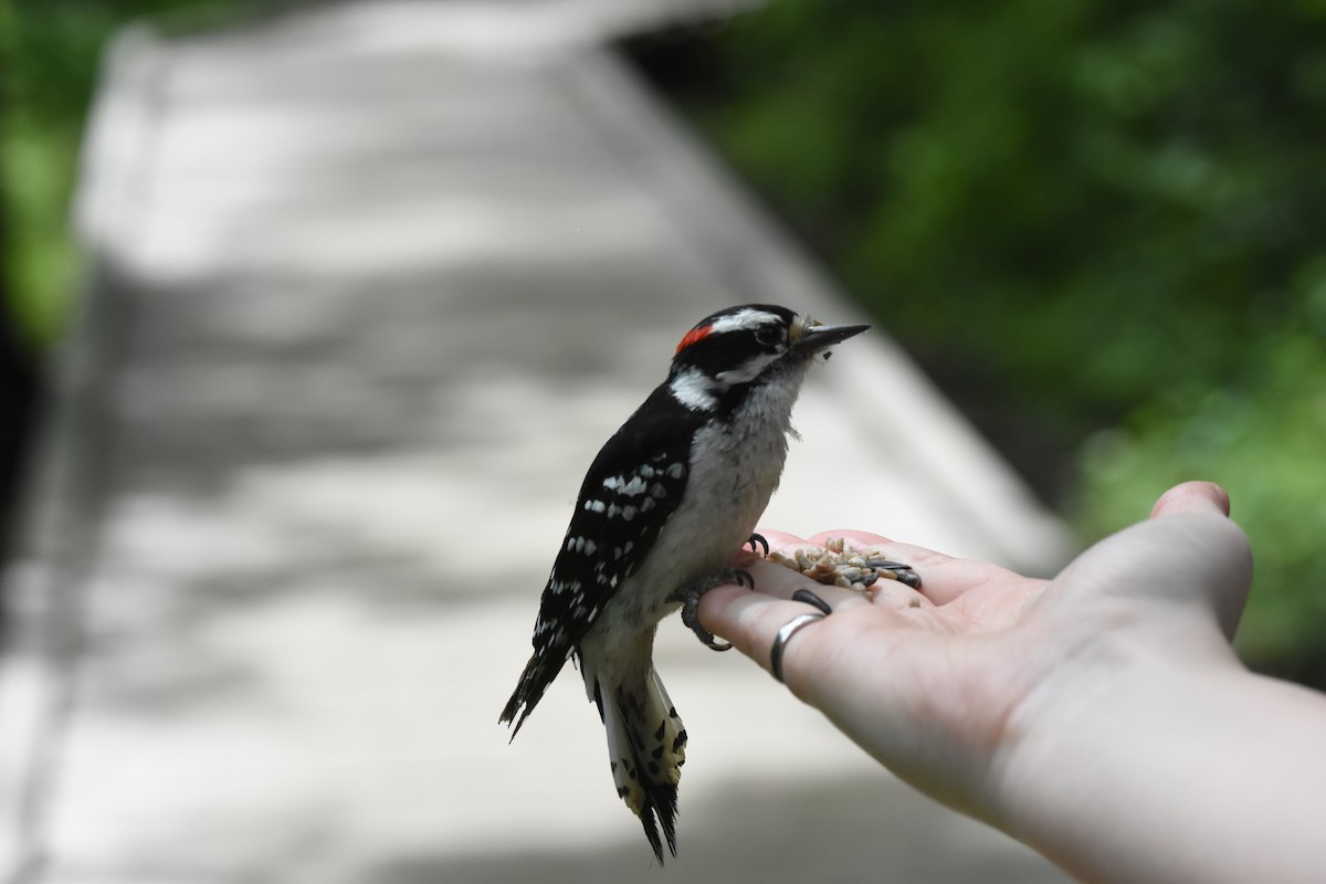 Downy Woodpecker - ML620040869