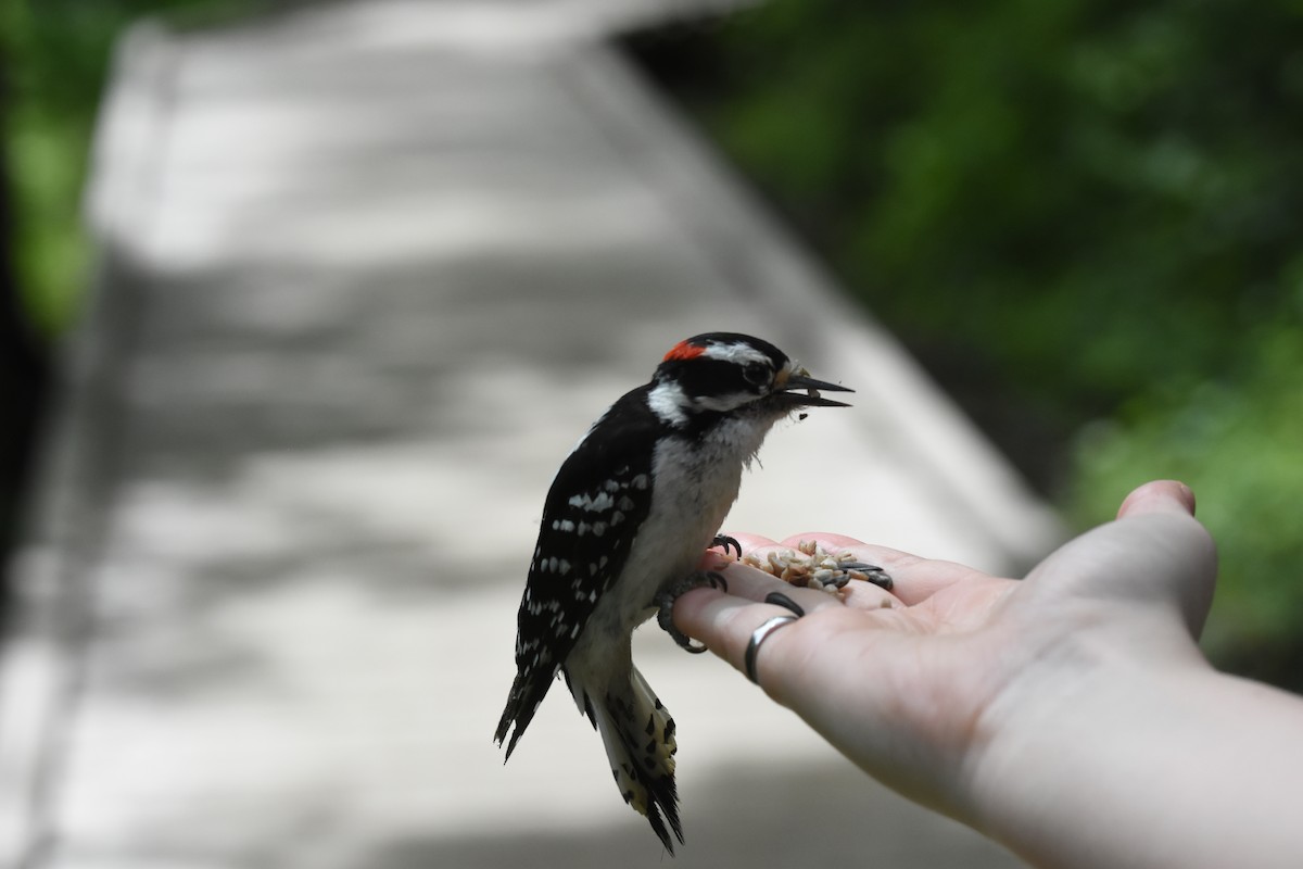 Downy Woodpecker - ML620040870