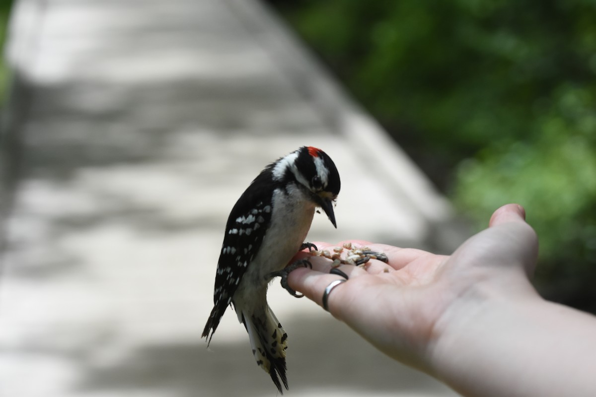 Downy Woodpecker - ML620040871