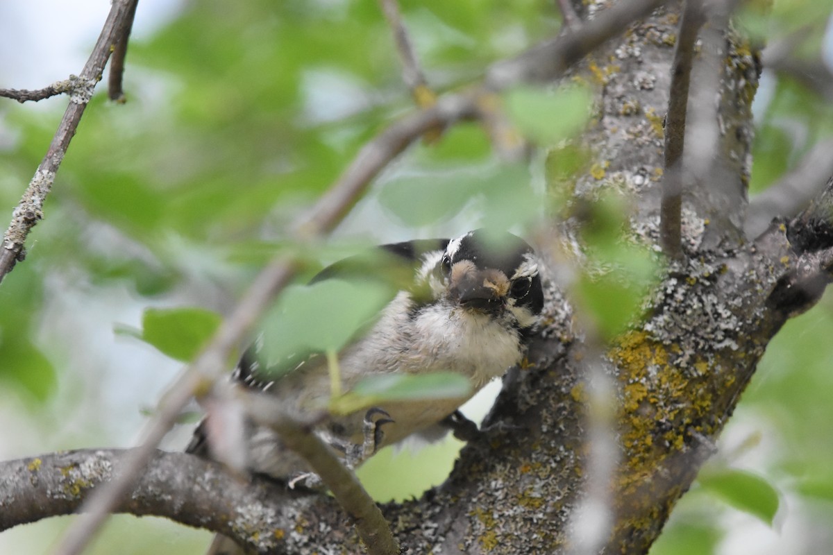 Downy Woodpecker - ML620040873