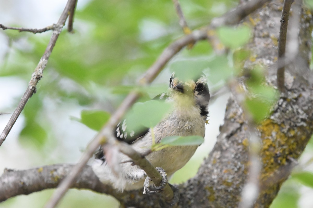 Downy Woodpecker - ML620040874