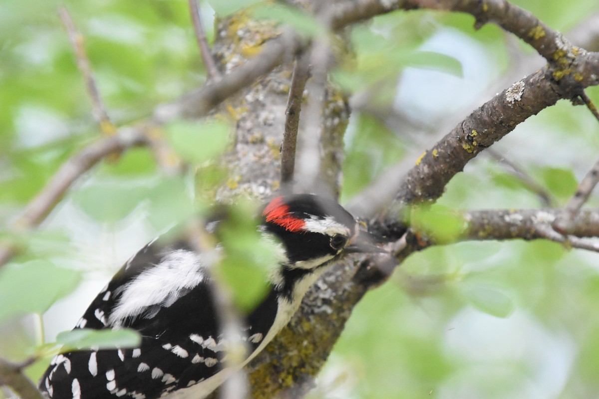 Downy Woodpecker - ML620040875