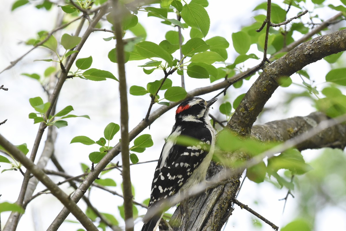 Downy Woodpecker - ML620040877