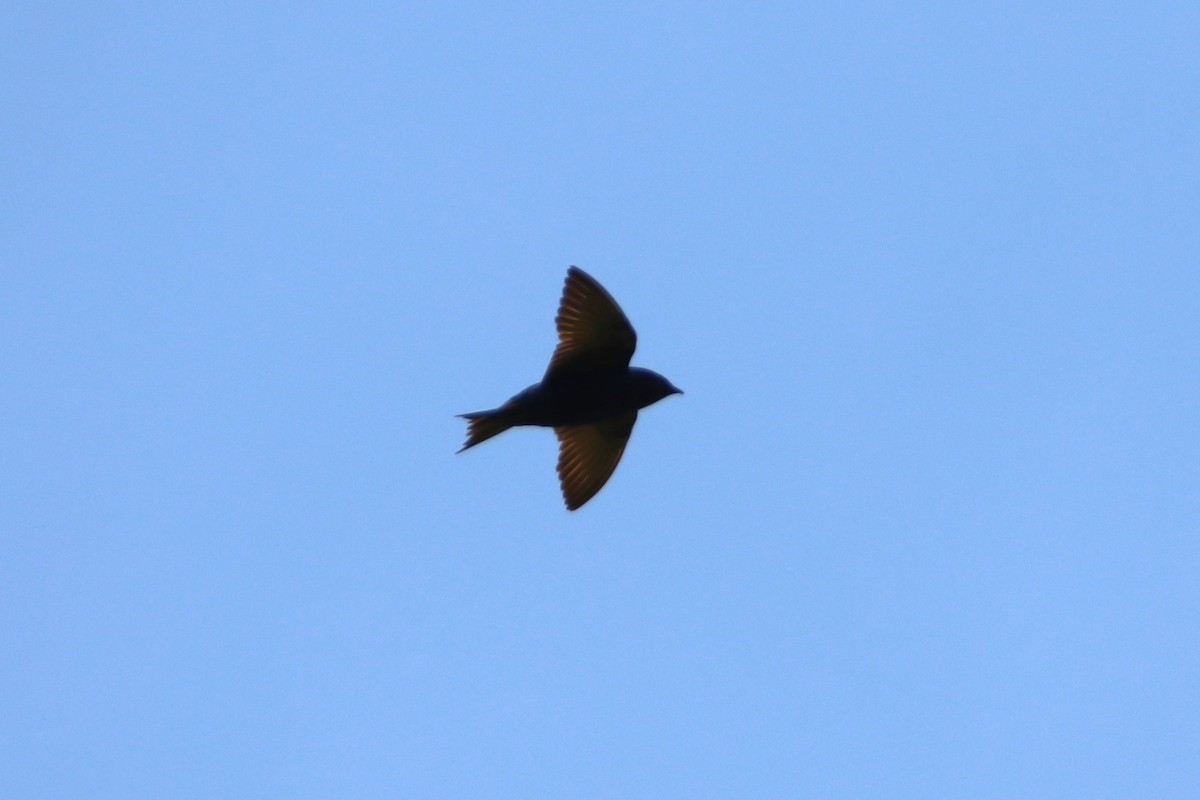 Golondrina Purpúrea - ML620040881