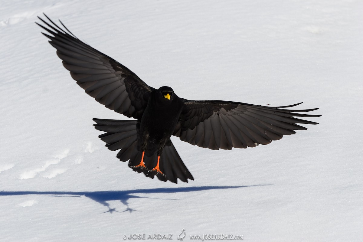 Yellow-billed Chough - ML620040887