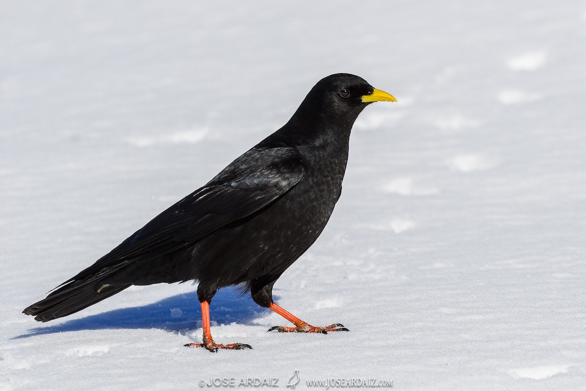 Yellow-billed Chough - ML620040888