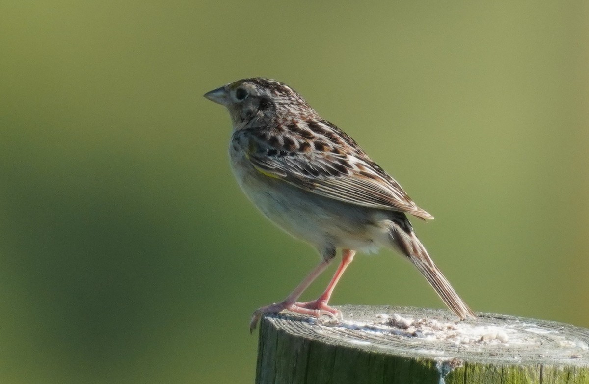 Grasshopper Sparrow - Dennis Mersky