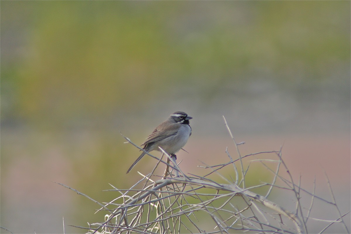 Black-throated Sparrow - ML620040903