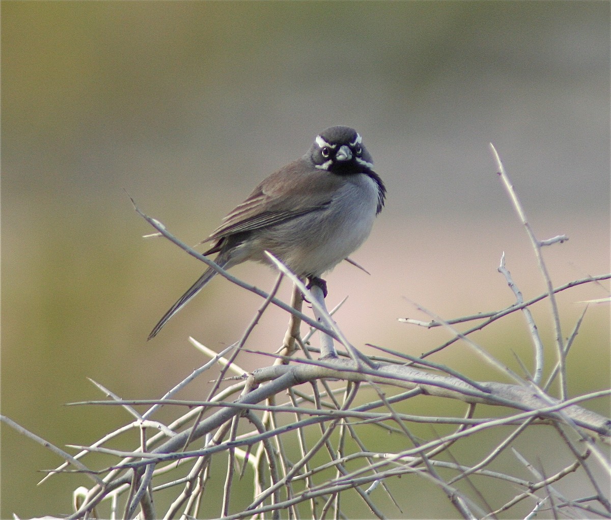 Black-throated Sparrow - ML620040906