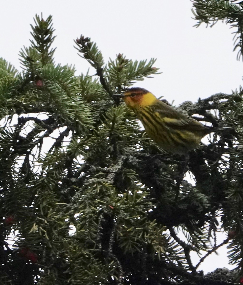 Cape May Warbler - ML620040911