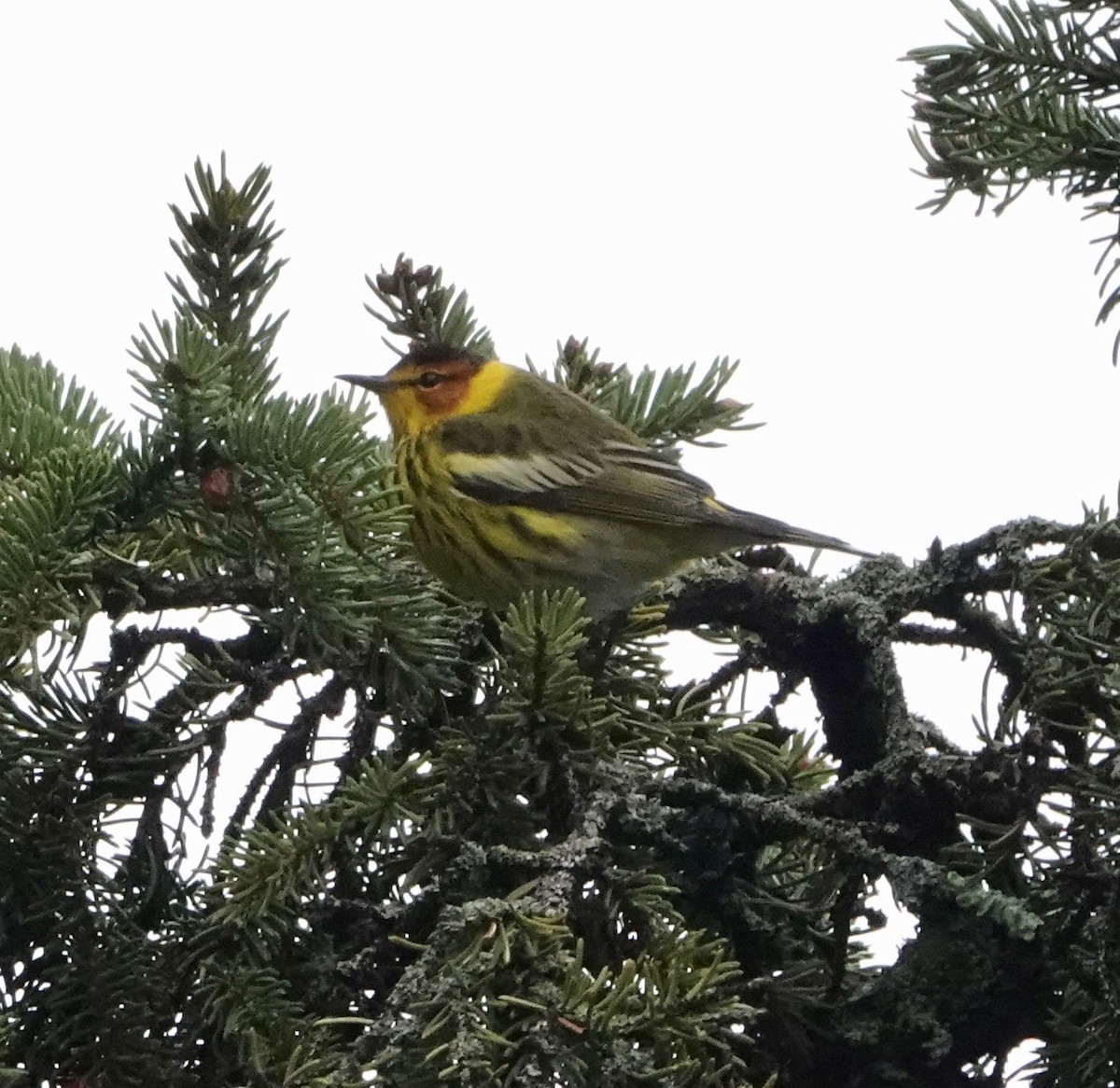 Cape May Warbler - ML620040912