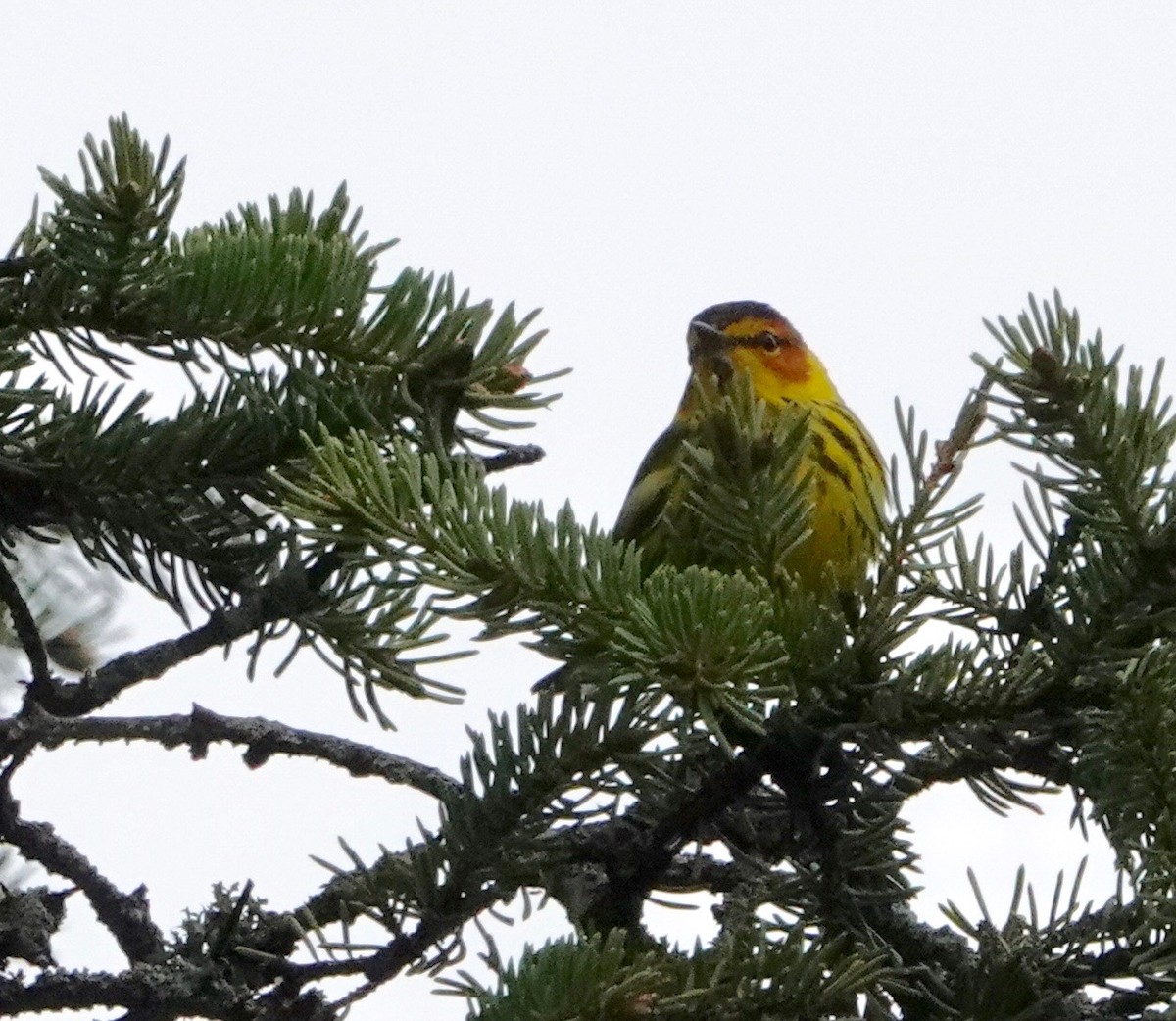 Cape May Warbler - ML620040913
