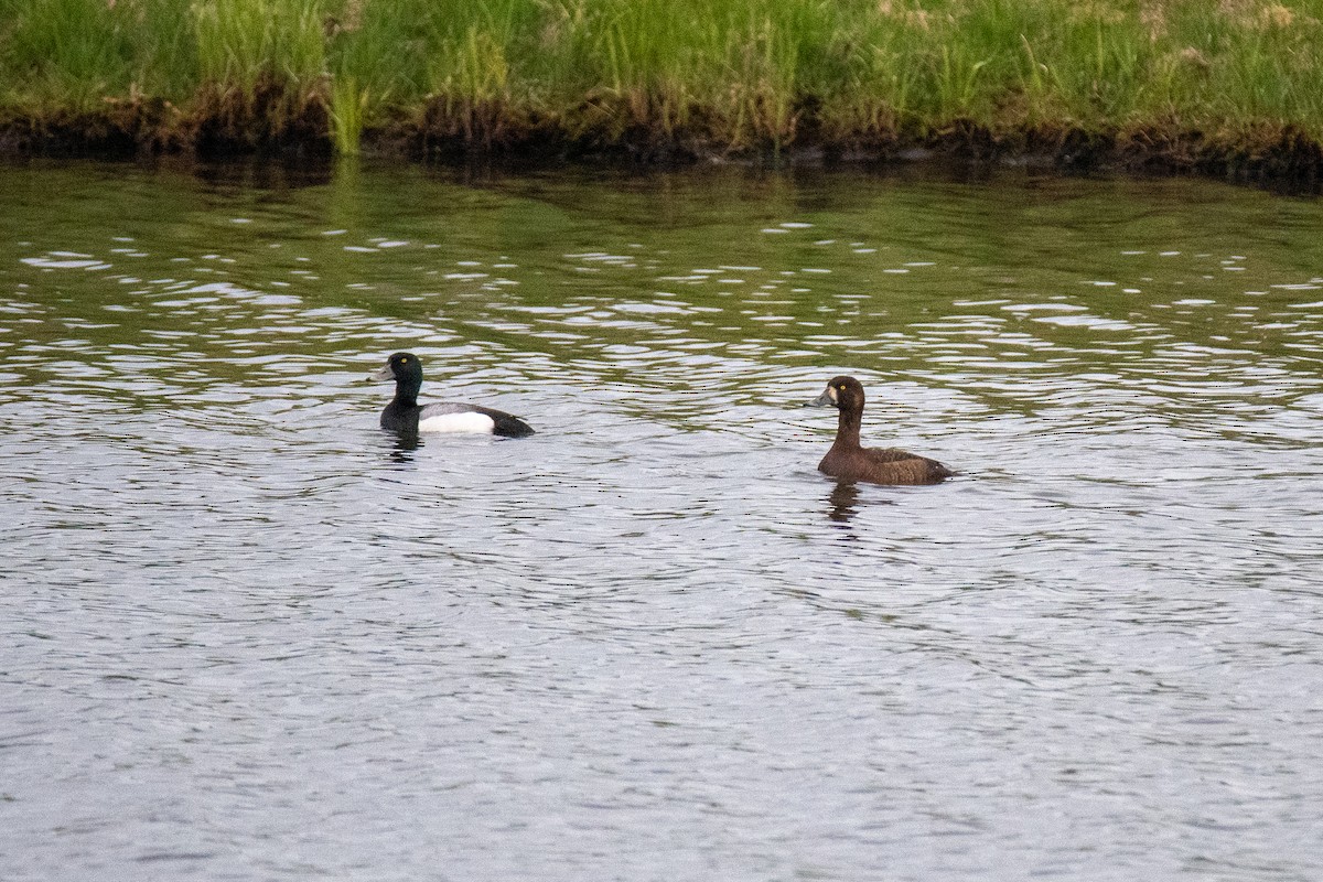 Greater Scaup - ML620040914