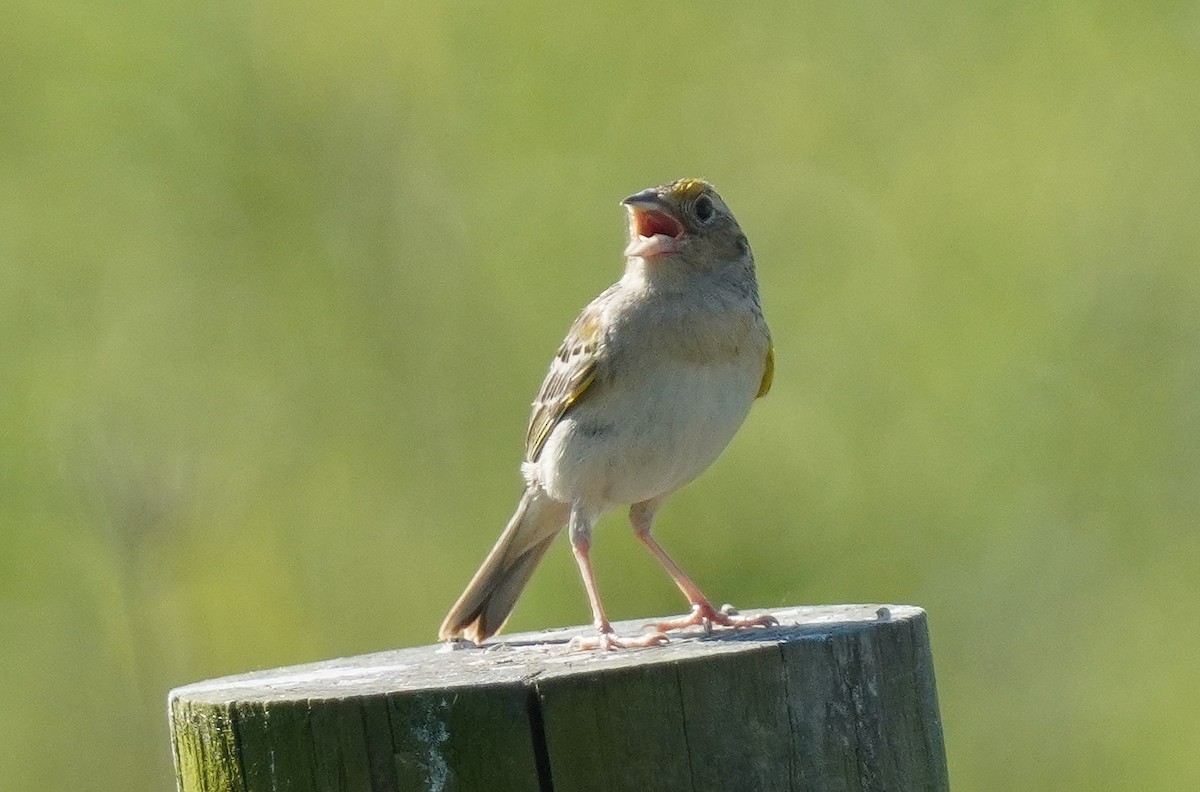 Grasshopper Sparrow - ML620040915
