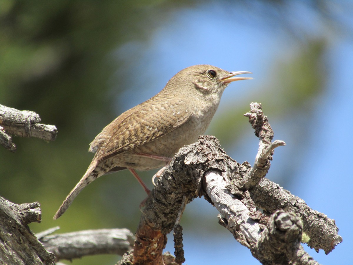 House Wren - ML620040949