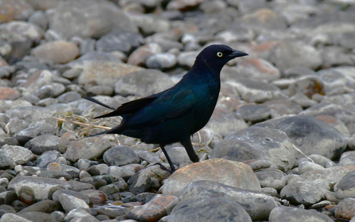 Brewer's Blackbird - ML620040961