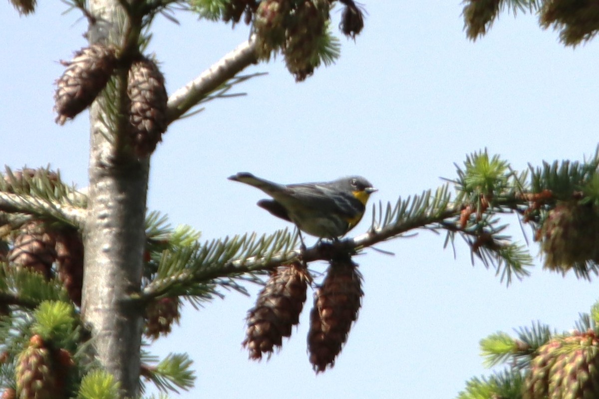 Yellow-rumped Warbler - ML620040972