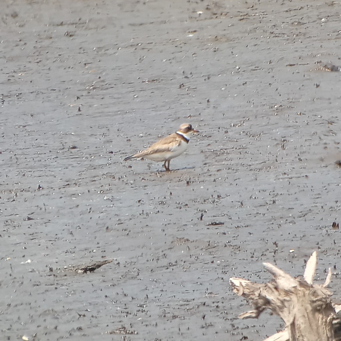 Semipalmated Plover - ML620040974
