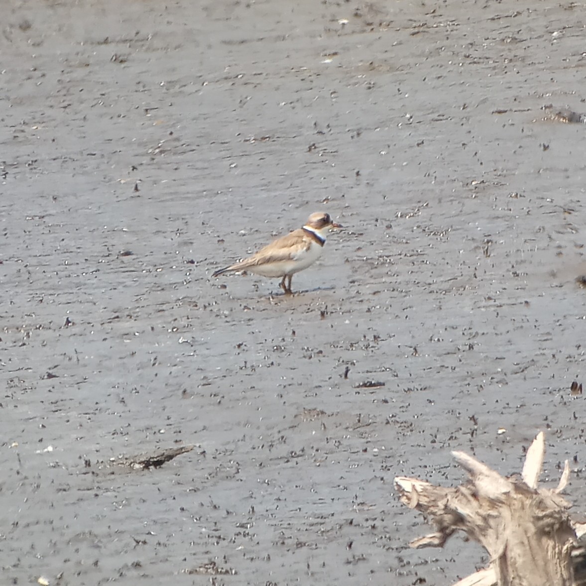 Semipalmated Plover - Kyle Jones