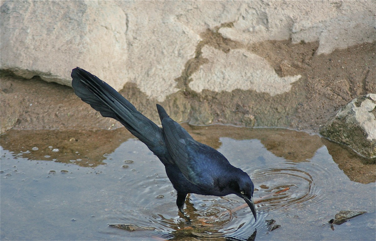 Great-tailed Grackle - ML620040976