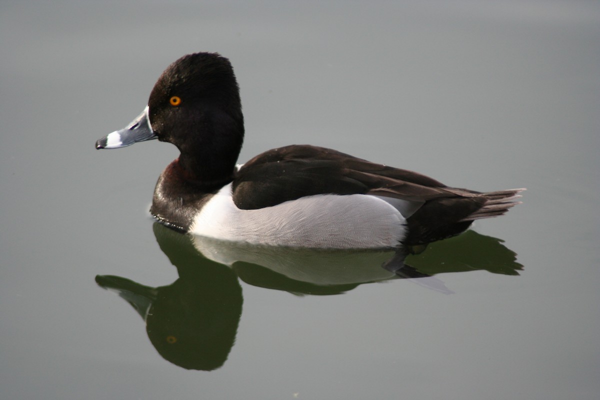 Ring-necked Duck - ML620040979