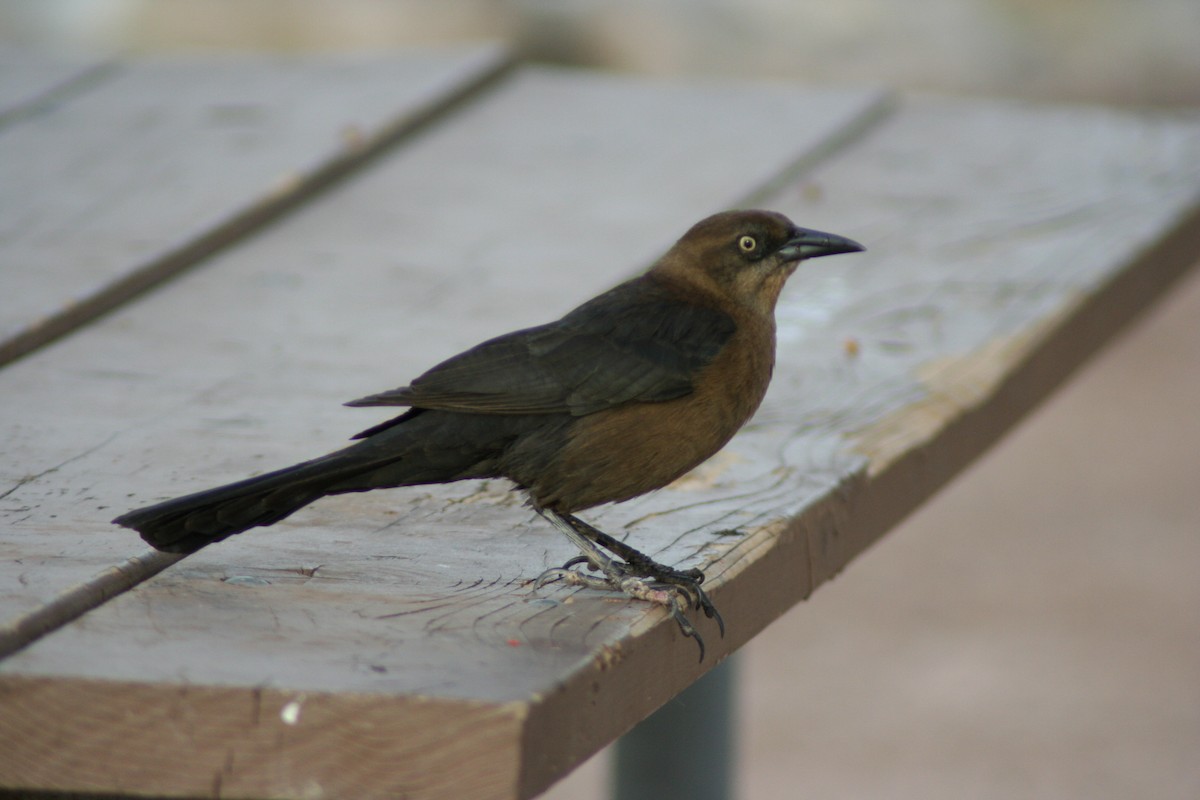Great-tailed Grackle - ML620040981