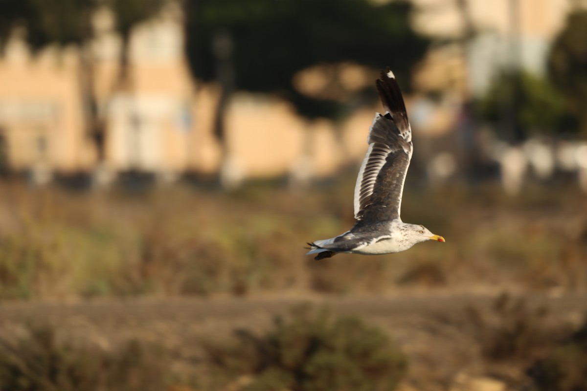 Gaviota Sombría - ML620040992