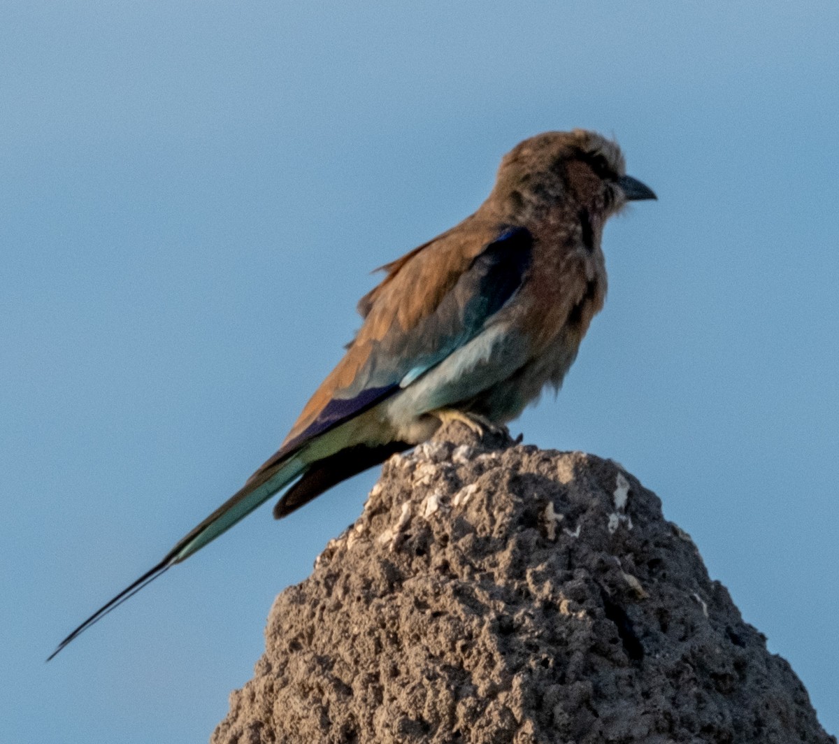 Racket-tailed Roller - ML620041007