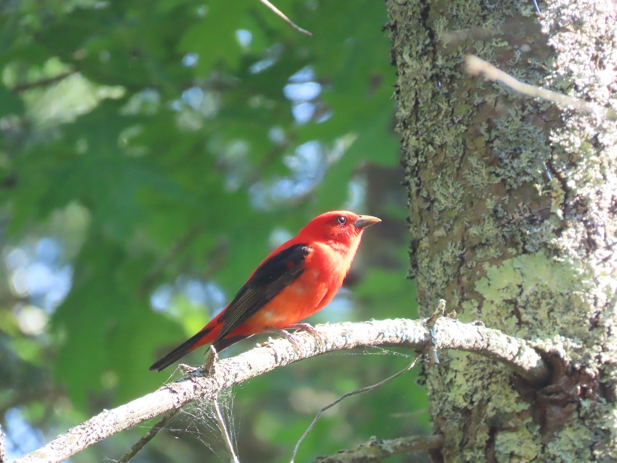 Scarlet Tanager - ML620041012