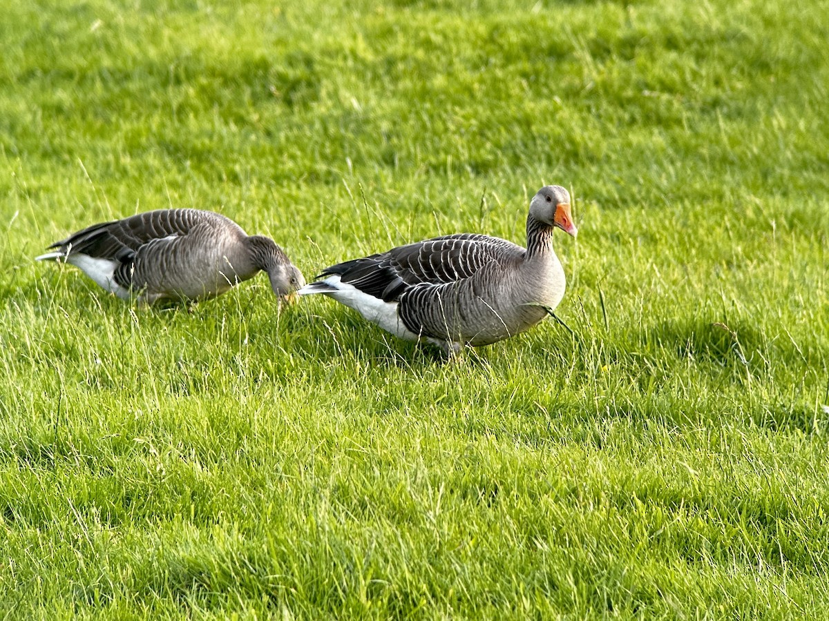 Graylag Goose - ML620041018