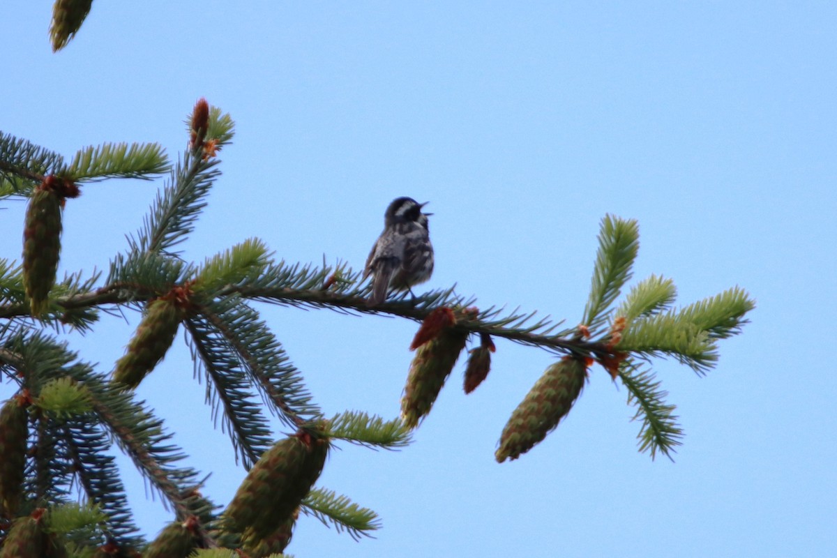 Black-throated Gray Warbler - ML620041020