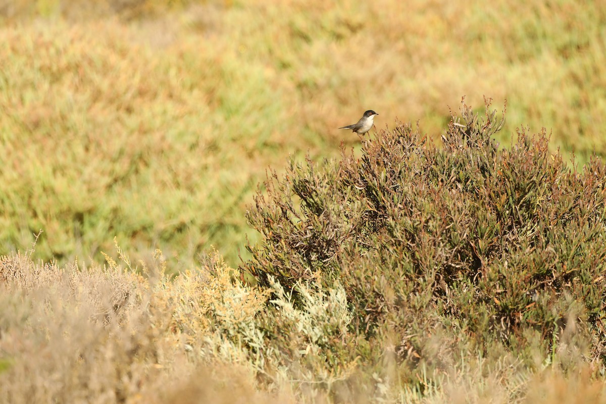 Sardinian Warbler - ML620041049