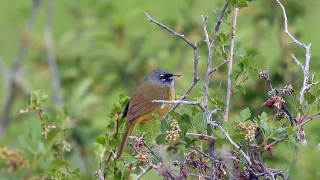 MacGillivray's Warbler - ML620041054