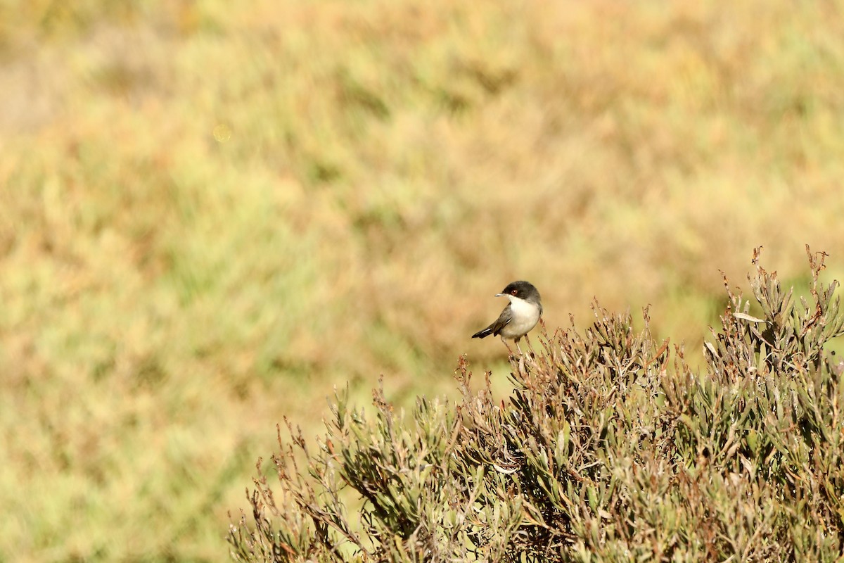 Sardinian Warbler - ML620041063