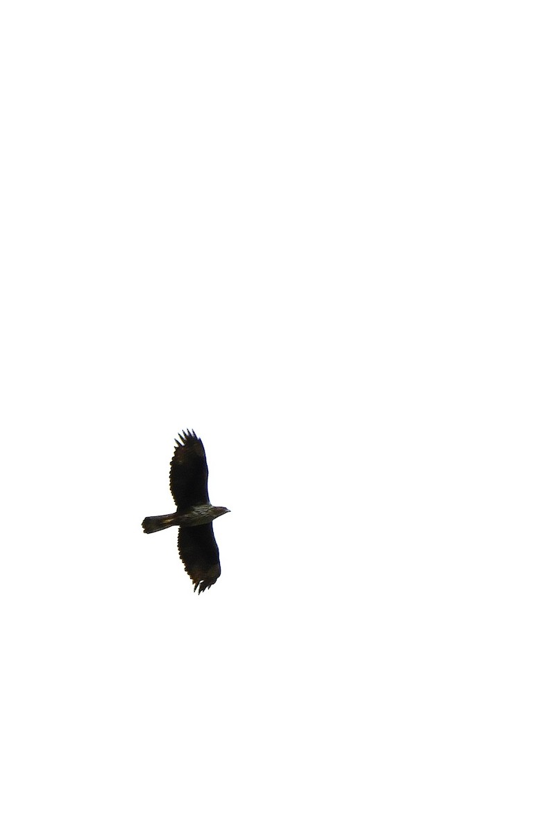 Águila Perdicera - ML620041068