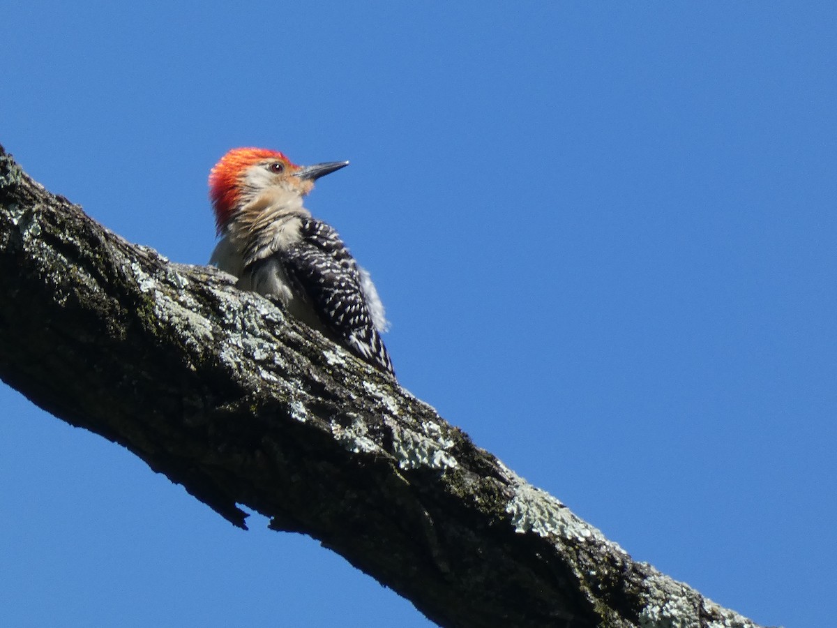 Red-bellied Woodpecker - ML620041070