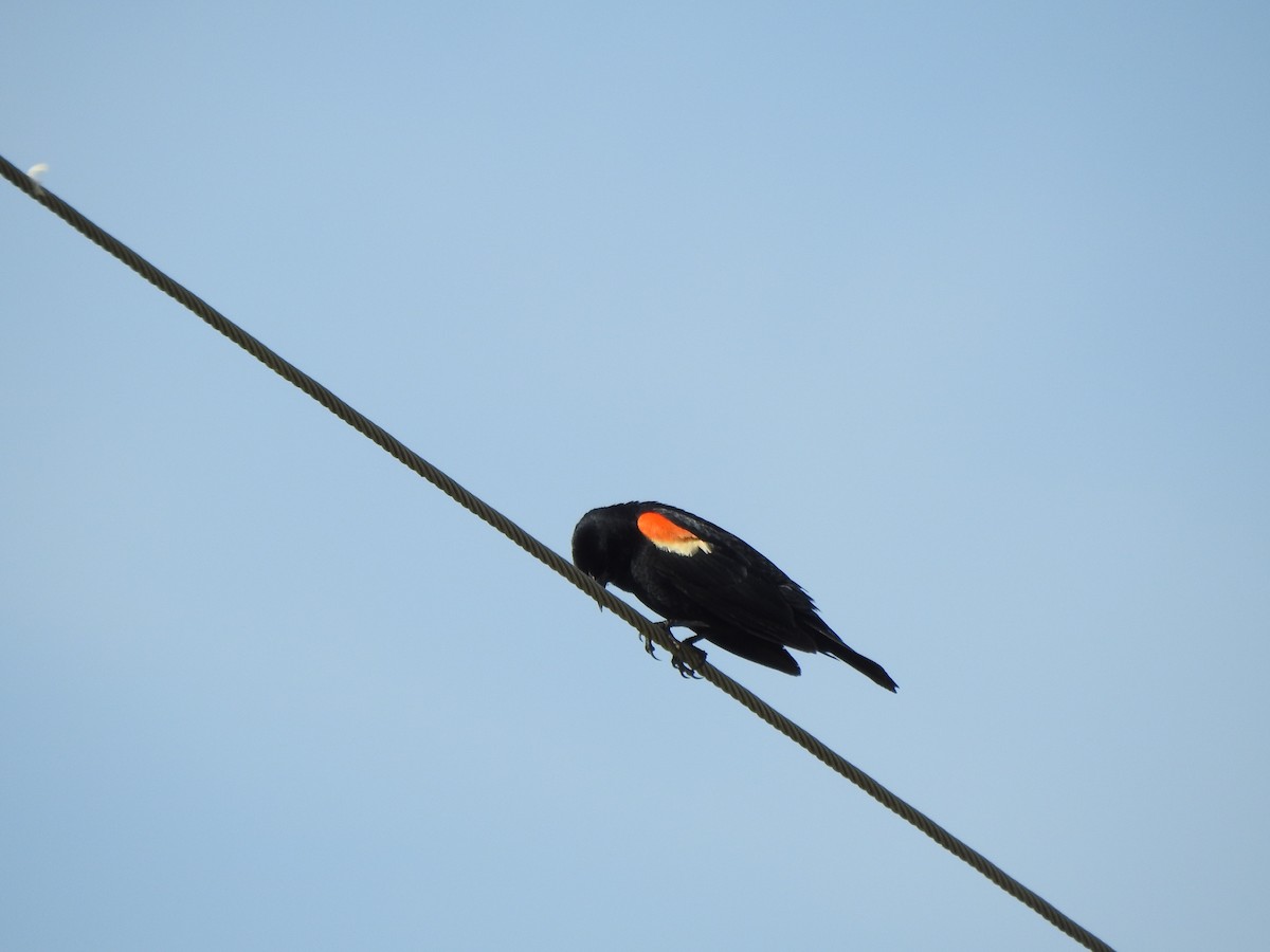 Red-winged Blackbird - ML620041072