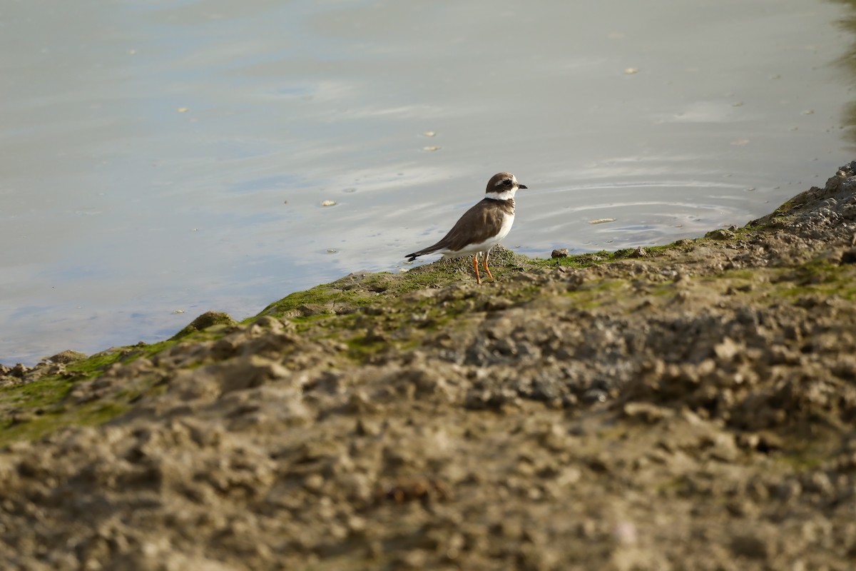 Common Ringed Plover - ML620041083