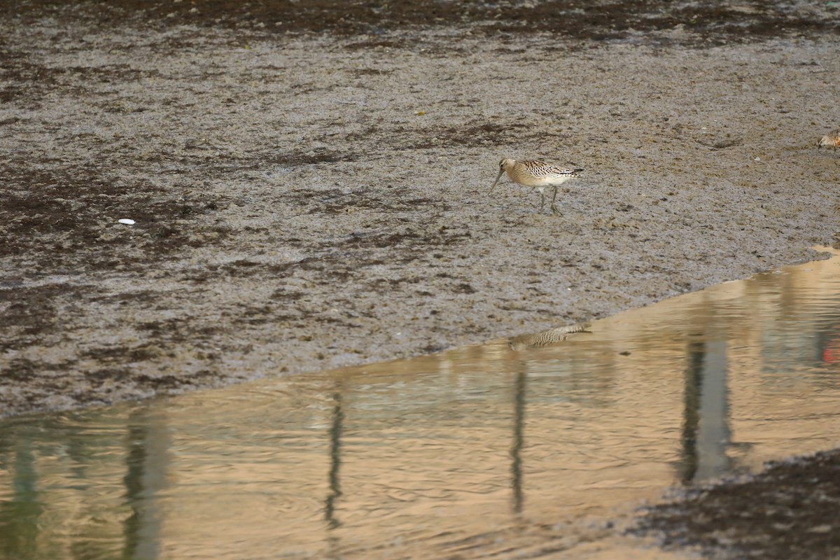 Bar-tailed Godwit - ML620041091