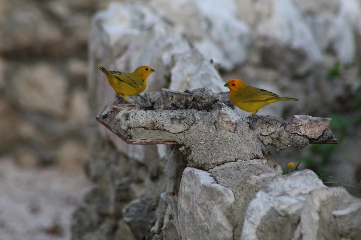 Saffron Finch - ML620041100