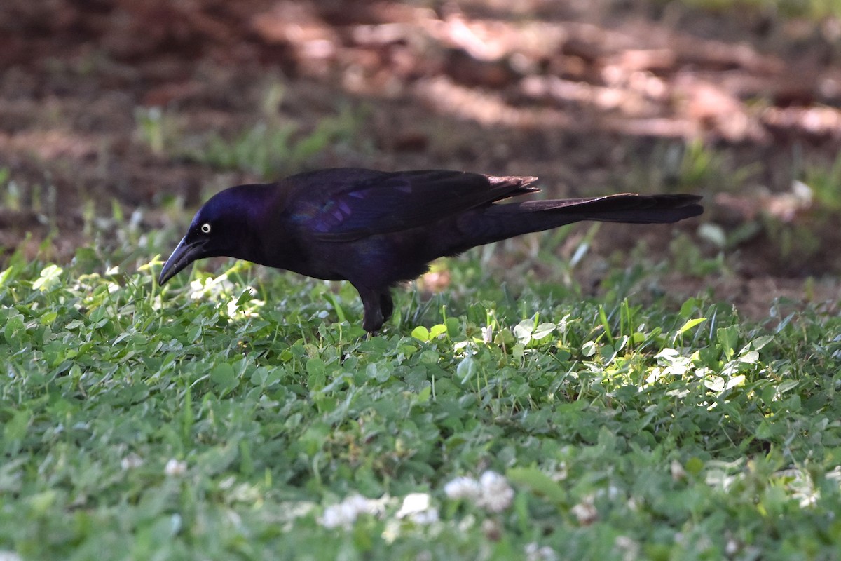 Common Grackle - ML620041108