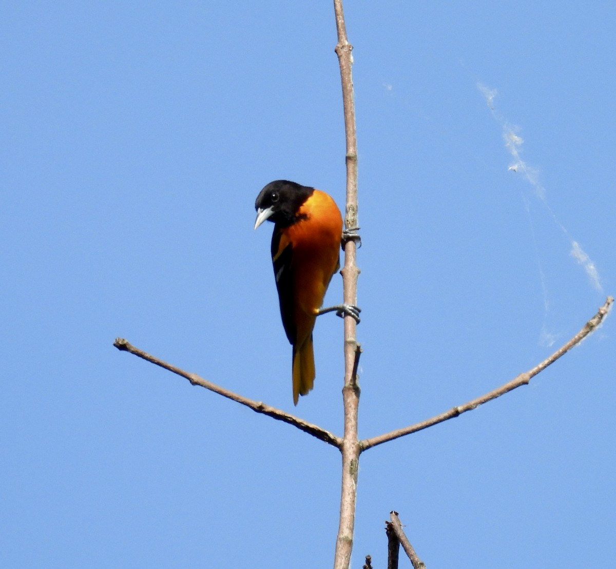 Oriole de Baltimore - ML620041109