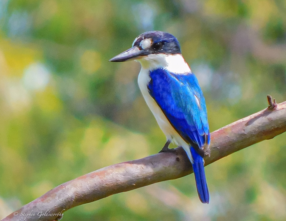 Forest Kingfisher - ML620041115