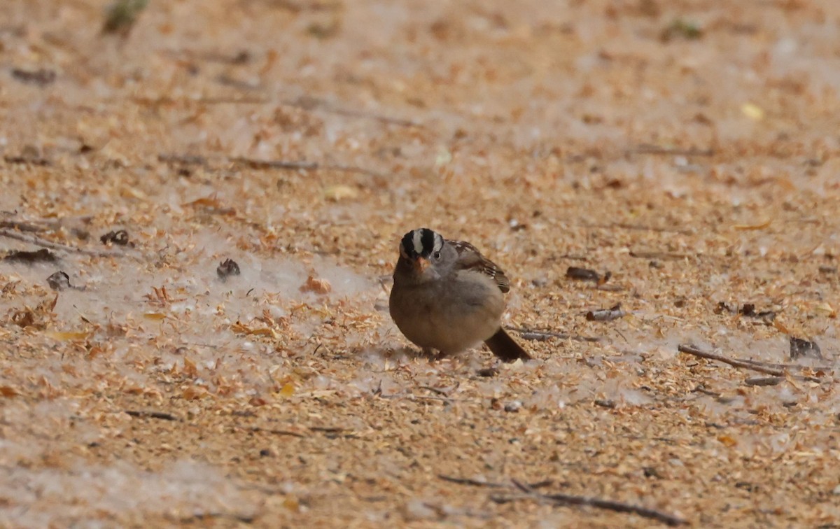 White-crowned Sparrow - ML620041121
