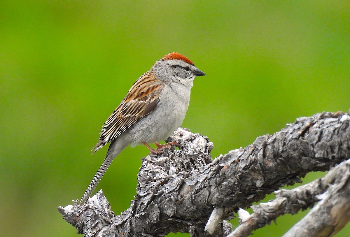 Chipping Sparrow - ML620041125